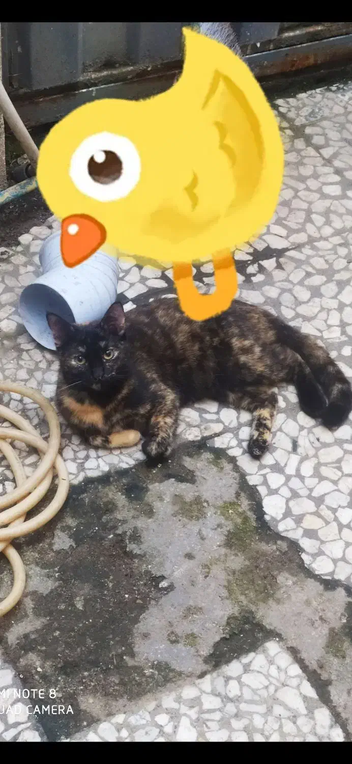 دنبال خانواده مهربون برای واگذاری|گربه|رشت, حمیدیان|دیوار