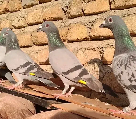 11 عدد کبوتر|پرنده|گرگان, |دیوار