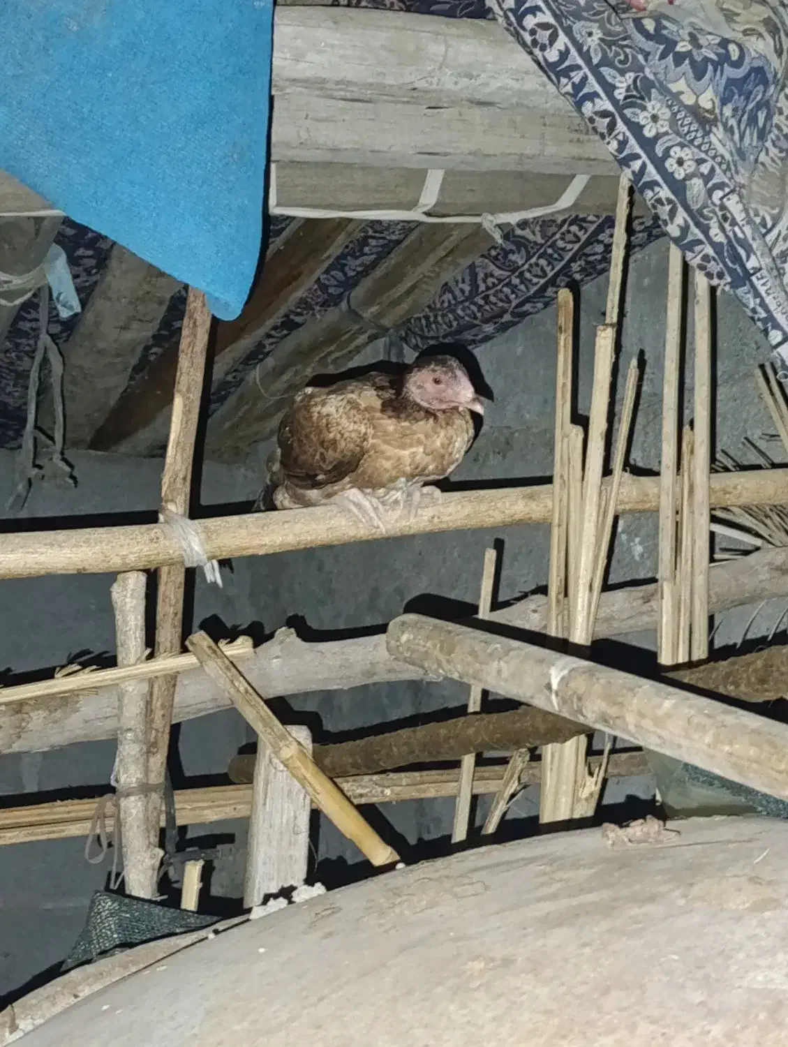 مرغ لاری|حیوانات مزرعه|بیکاه, |دیوار