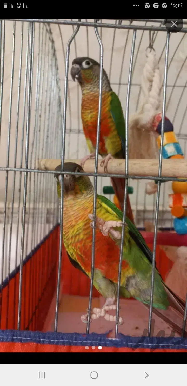 یک عدد گرینچیک نر یکساله مست|پرنده|رشت, جماران|دیوار