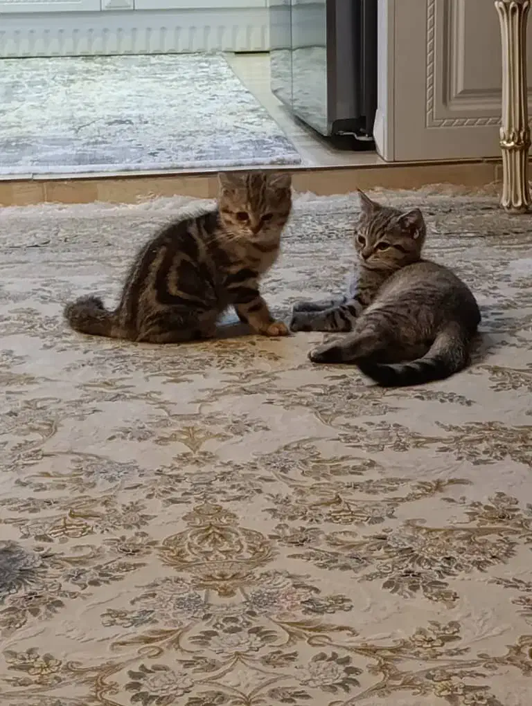 گربه اسکاتیش|گربه|تهران, مولوی|دیوار