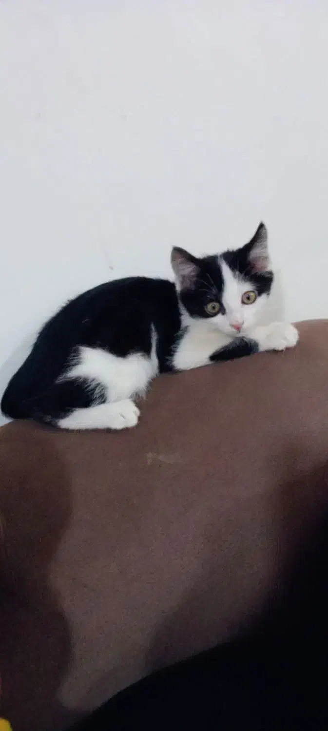 دختر خانم ناز|گربه|زنجان, |دیوار