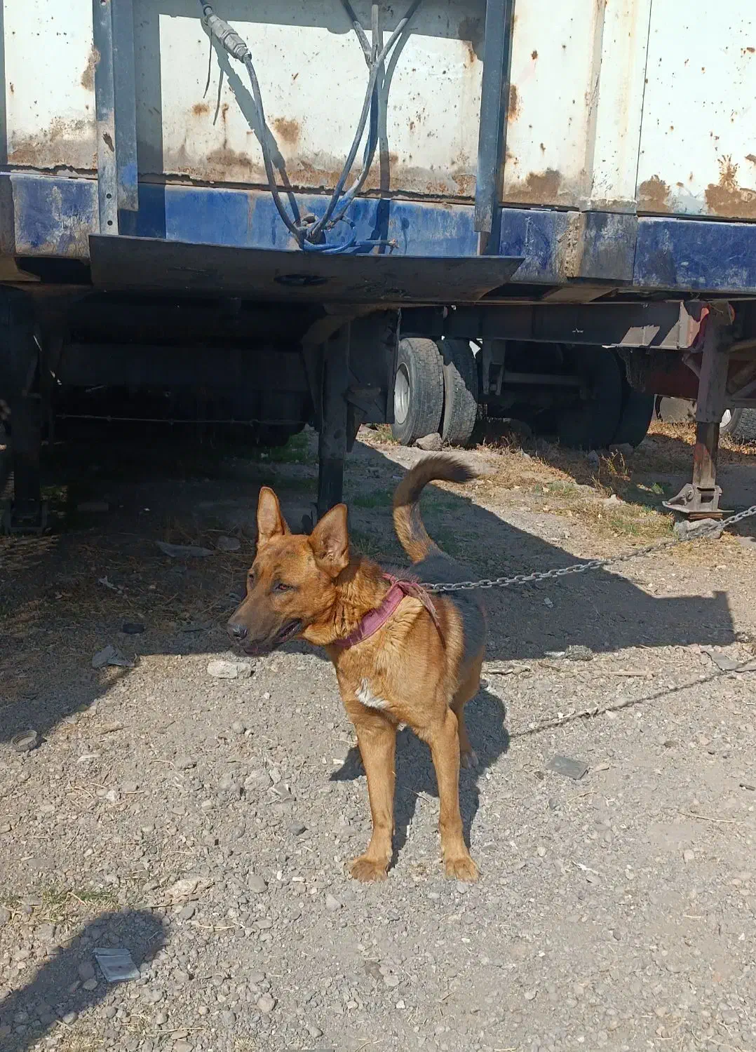 سگ گرگی نژاد ژرمن|سگ|اردبیل, |دیوار