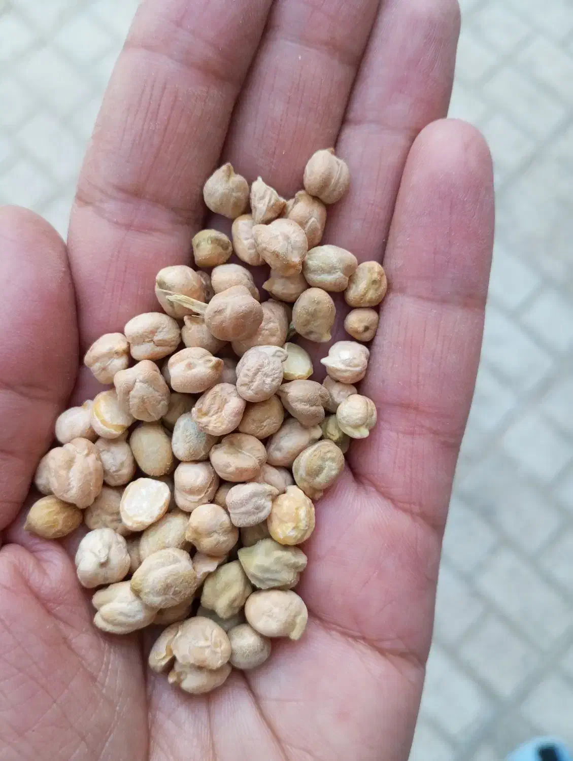 نخود دیمه حدود 180کیلو|خوردنی و آشامیدنی|فریمان, |دیوار