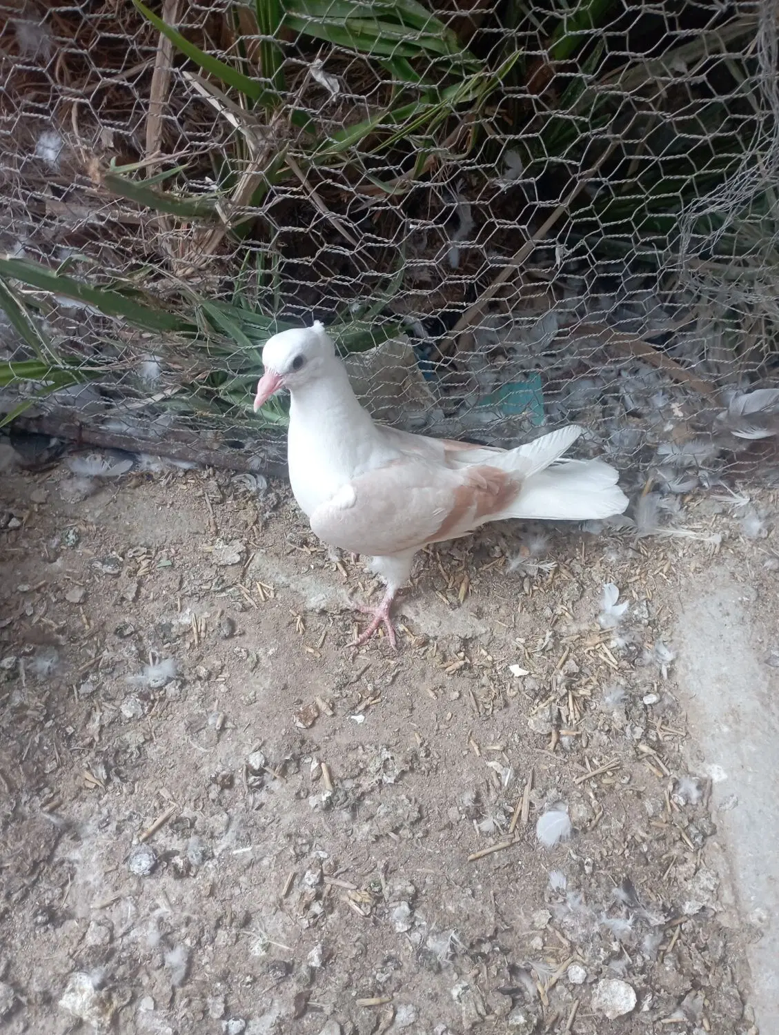 کبوتر|پرنده|مروست, |دیوار