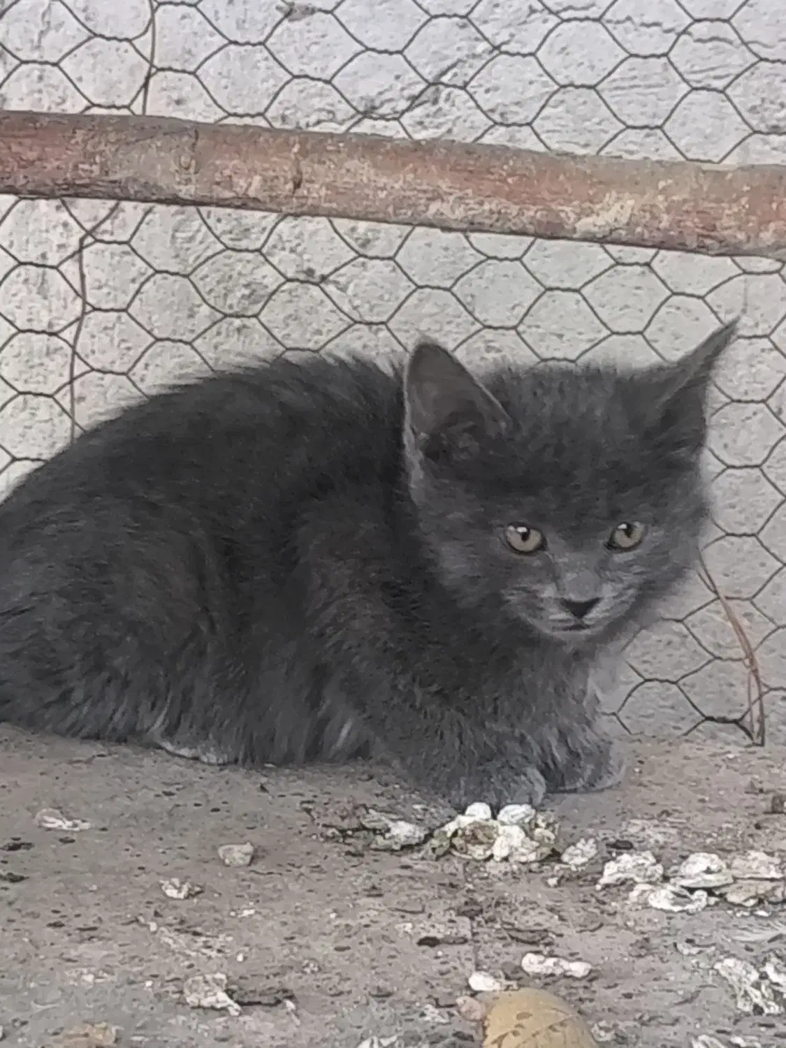 گربه خونگی|گربه|اصفهان, کارلادان|دیوار