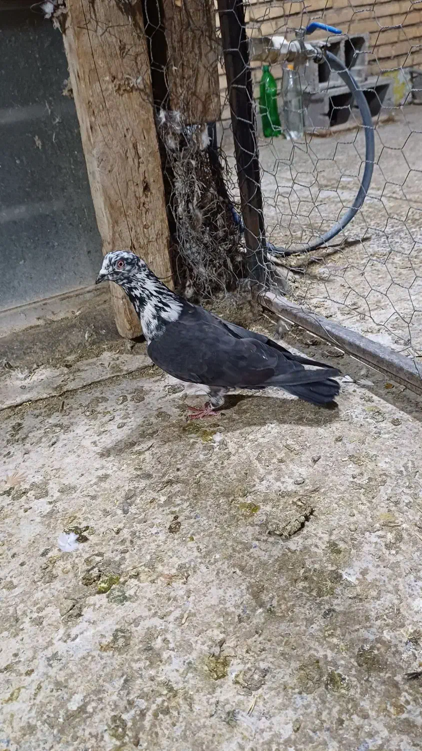 پرندهادرجه۱|پرنده|شوشتر, |دیوار