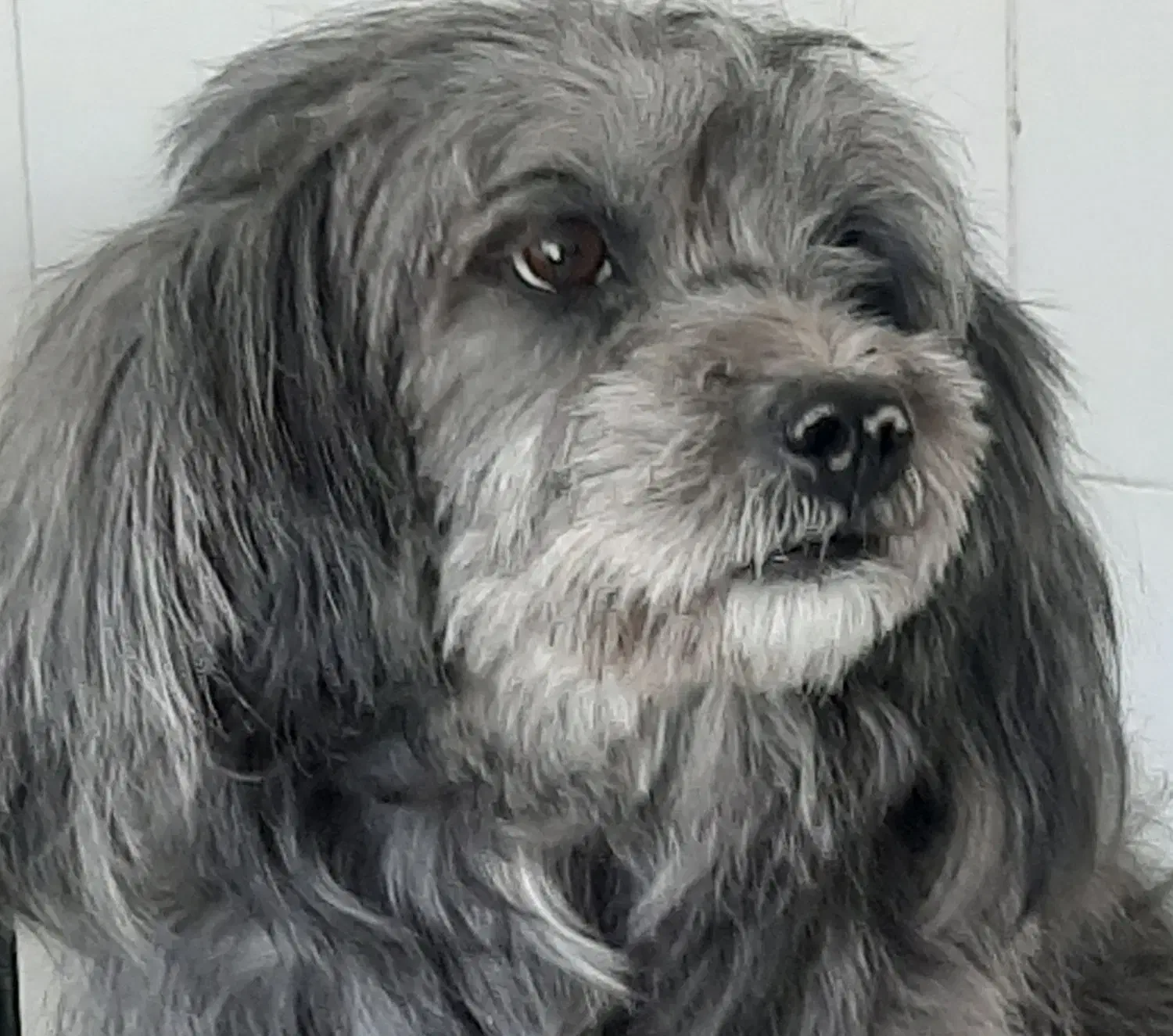 پانسیون سگ و گربه VIP|خدمات پیشه و مهارت|شهریار, شهریار|دیوار