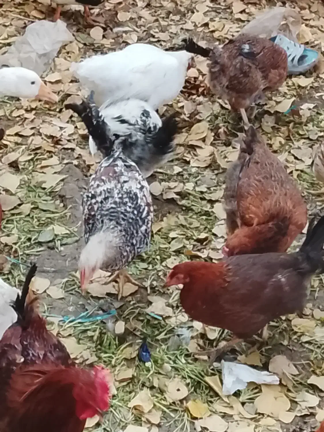 مرغ و خروس گلپایگانی|حیوانات مزرعه|آبعلی, |دیوار