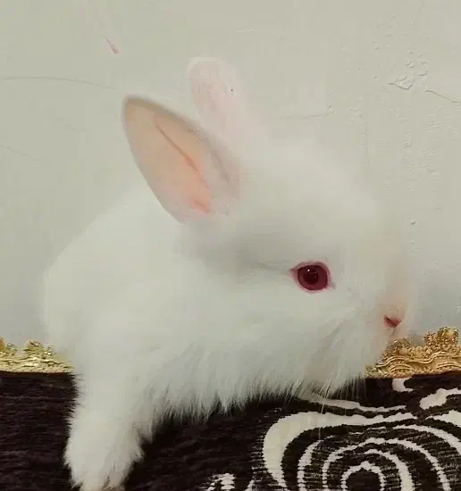 خرگوش جرسی نژاد دار کوچولو ملوس|موش و خرگوش|یزد, |دیوار