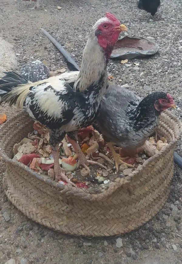 خروس وماکیان|حیوانات مزرعه|سراوان, |دیوار