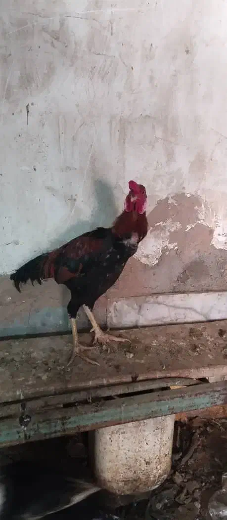 خروس|حیوانات مزرعه|اردکان, |دیوار