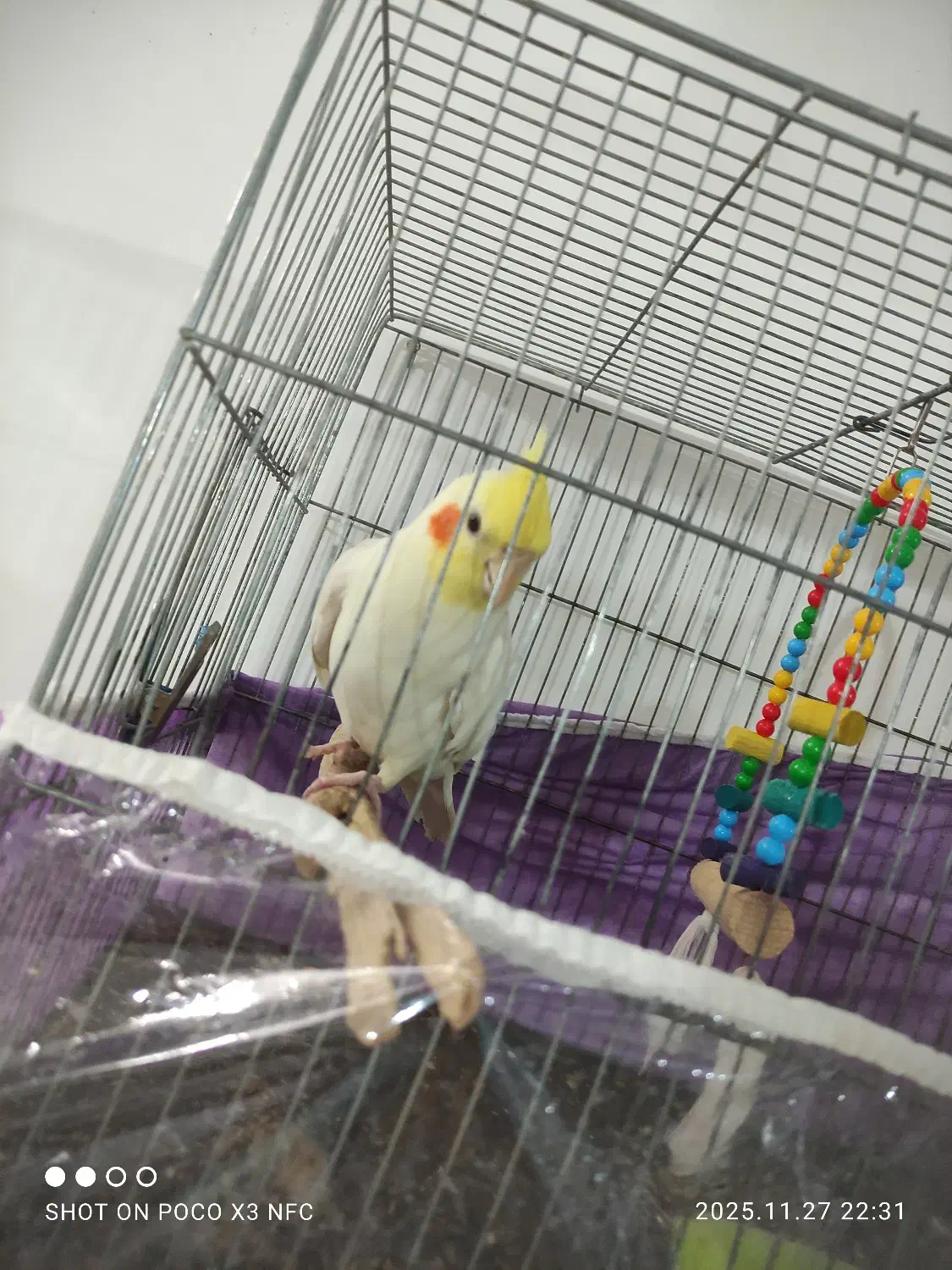 عروس هلندی نر صحبت می‌کنه فندق،بدو ،بیا،بدو ،بدو|پرنده|اسفراین, |دیوار