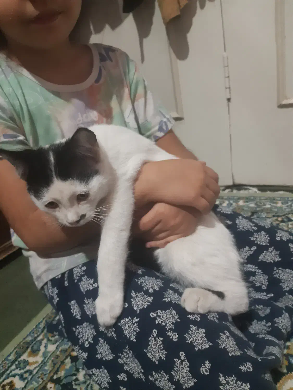 واگذاری گربه مهربان|گربه|قزوین, |دیوار