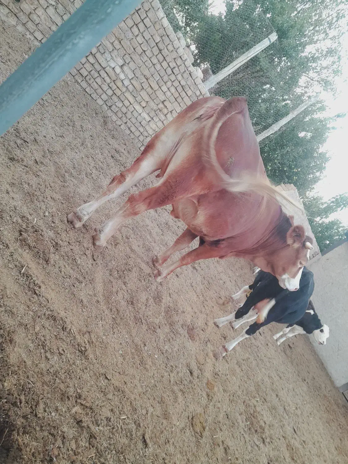 تلیسه گاو گوساله|حیوانات مزرعه|قیدار, |دیوار