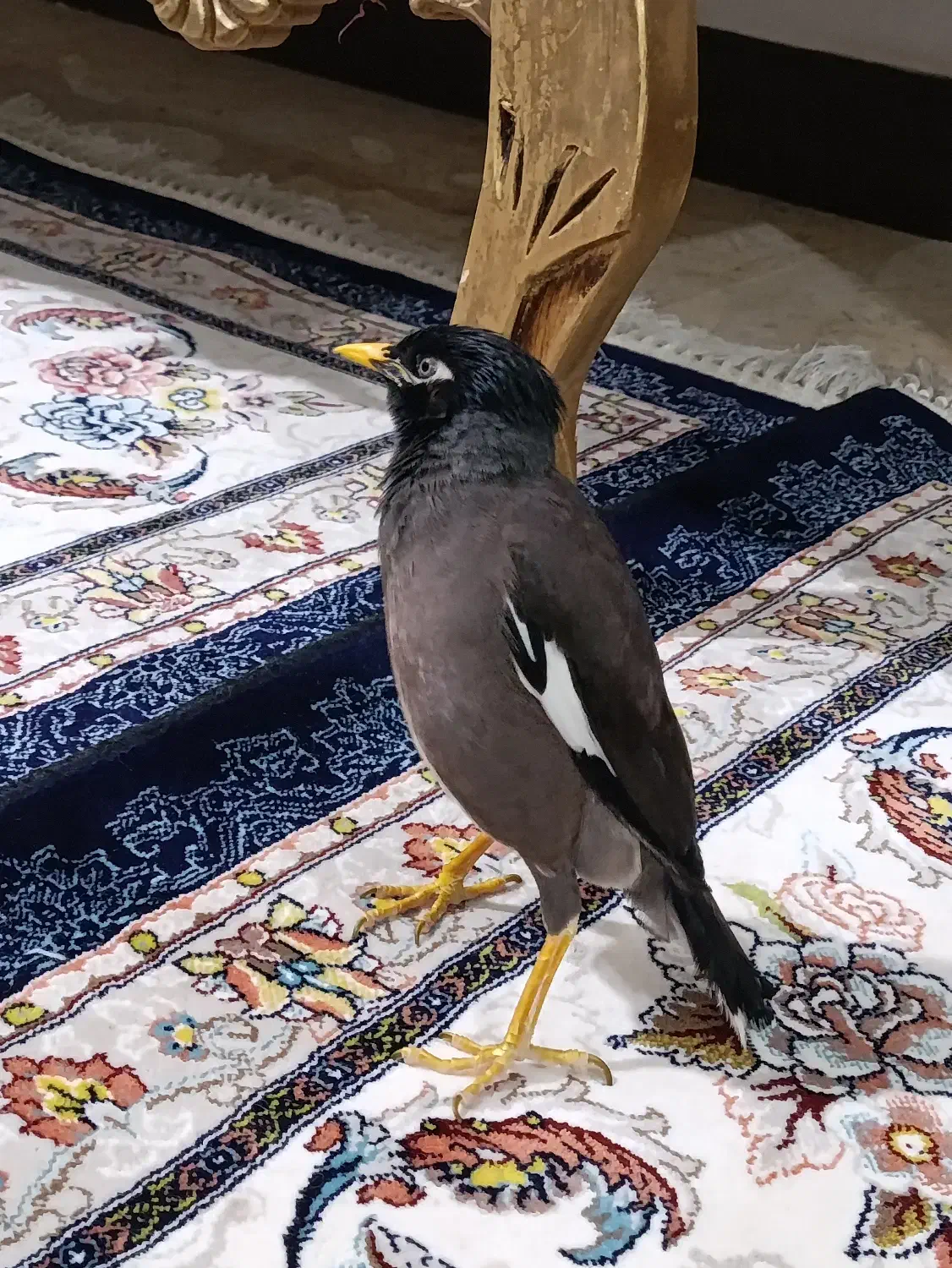 مرغ مینا سخنگو کاملاً دستی|پرنده|شیراز, شهرک امام حسن|دیوار