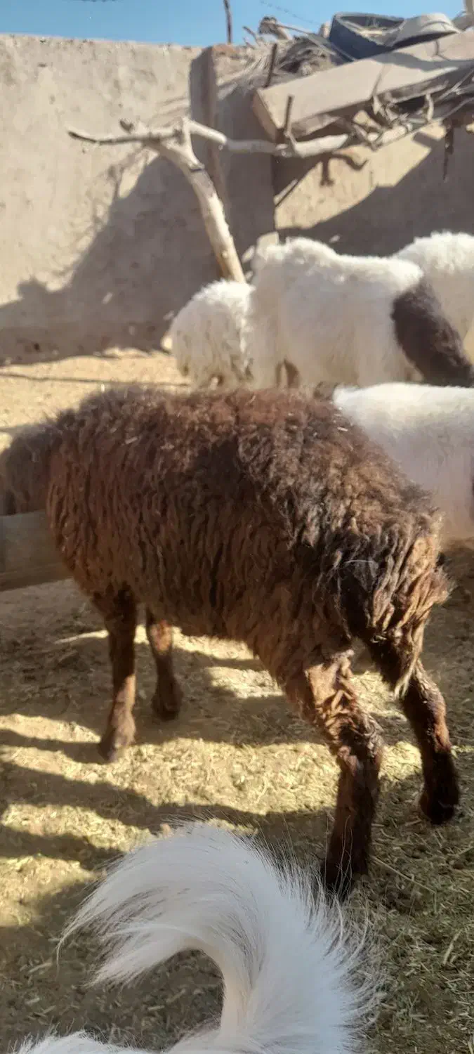 کاور ۲دندان|حیوانات مزرعه|سرایان, |دیوار