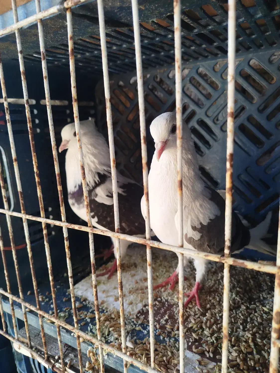 کبوتر پرشی|پرنده|مزرعه کتول, |دیوار