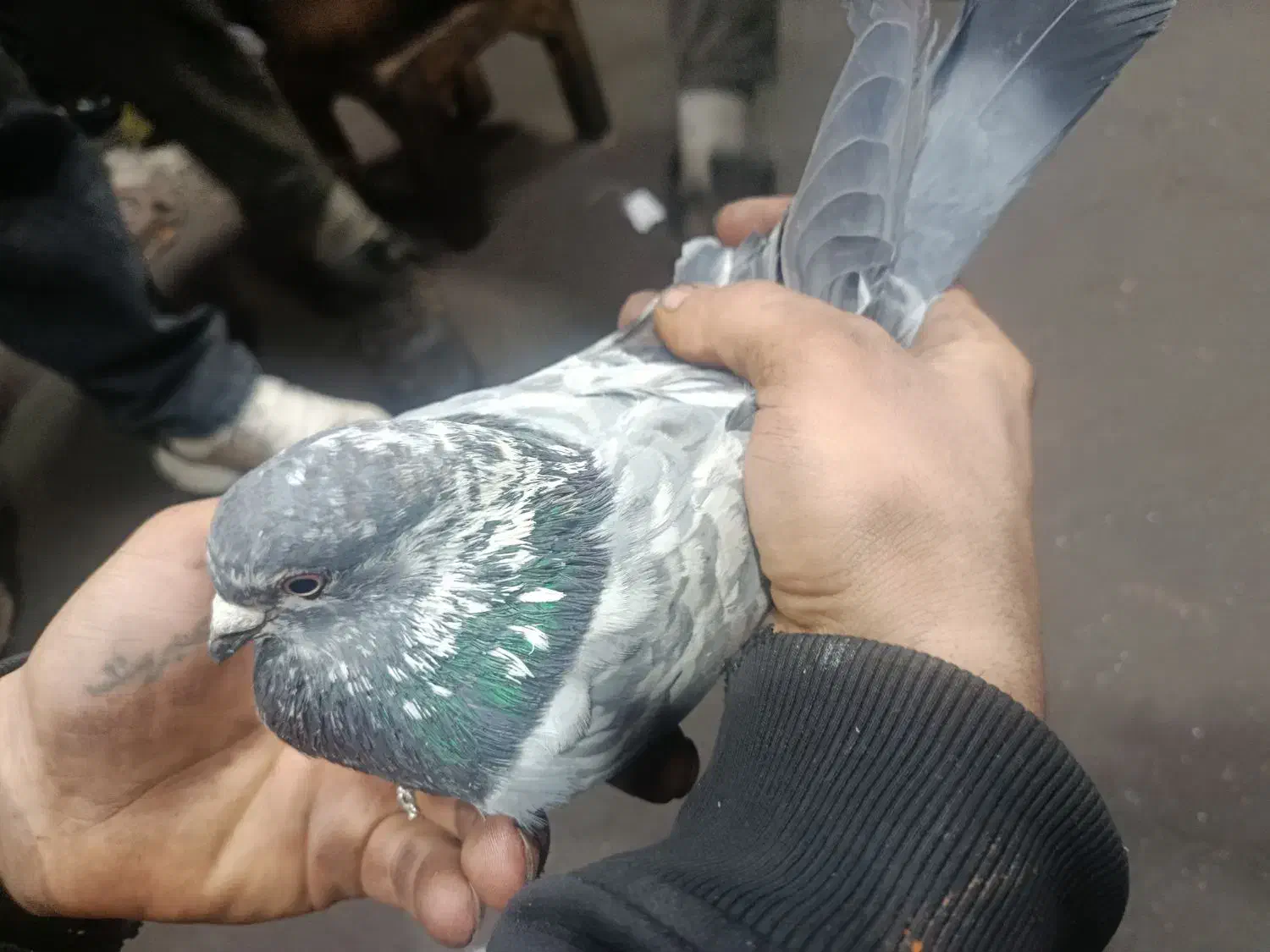 کبوتر پرشی|پرنده|قم, ولیعصر|دیوار