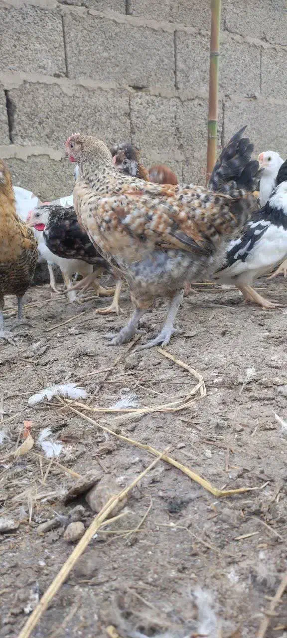 جوجه مرغ خروس محلی گلین|حیوانات مزرعه|رشت, رودبارتان|دیوار