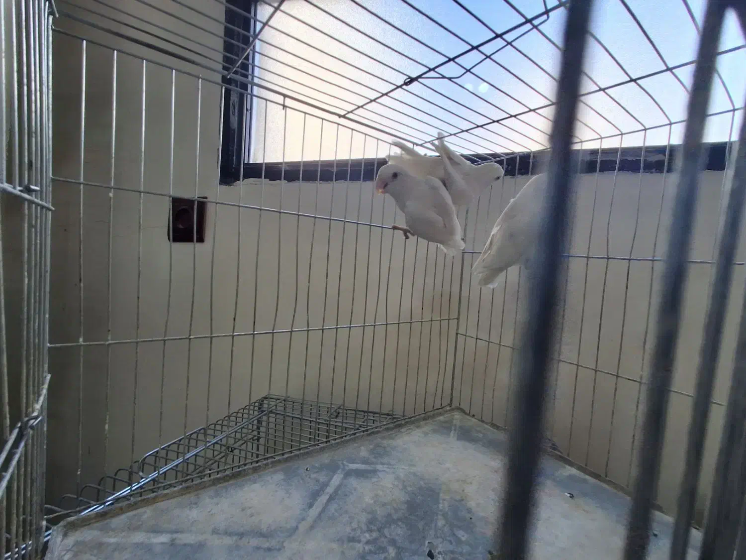 طوطی کوتوله برزیلی.نژاد آلبینو|پرنده|اصفهان, آبشار|دیوار