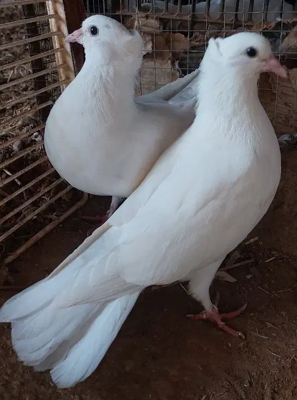 سفید|پرنده|کرخه, |دیوار