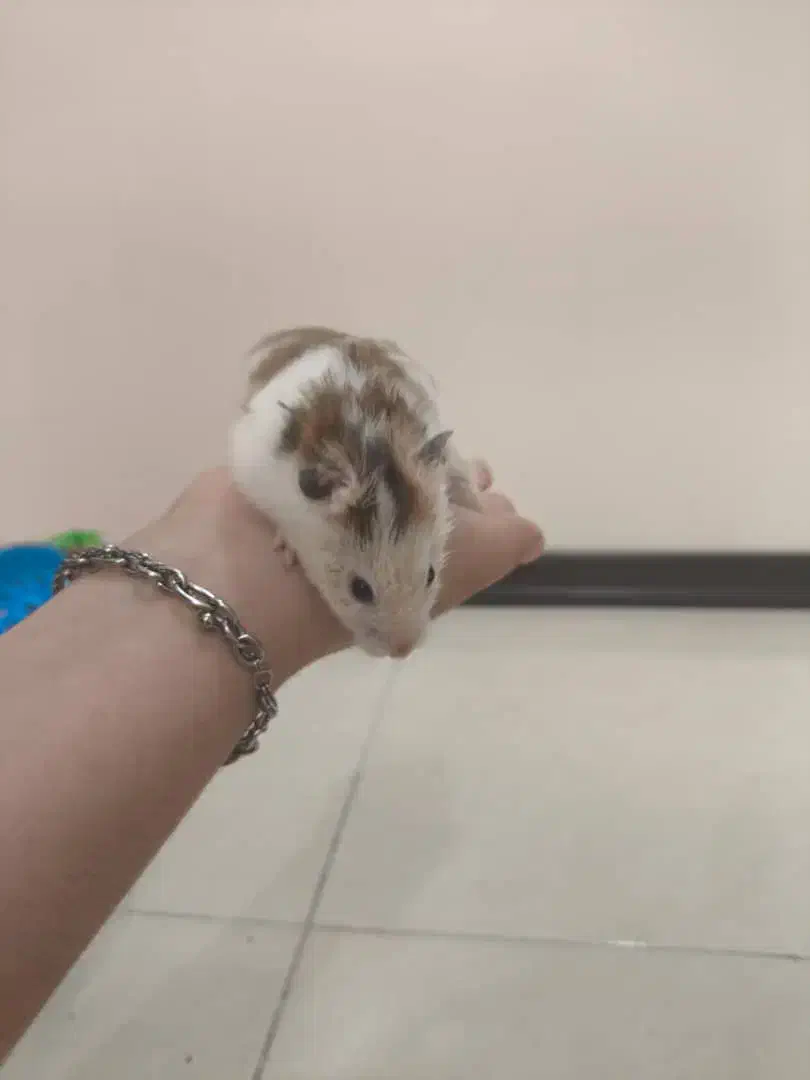 قفس همستر به همراه همستر|موش و خرگوش|اهواز, گلستان|دیوار