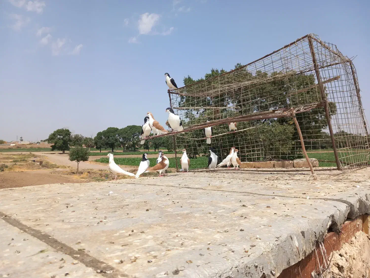 کبوتر پرنده سیاپوش|پرنده|بشاریات, |دیوار