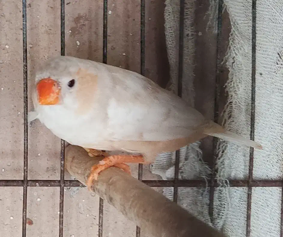 عروس هلندی .فنج نرگسی|پرنده|بندرعباس, |دیوار