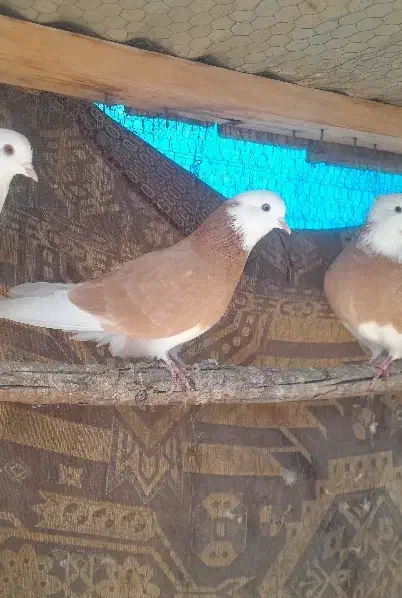 اول بخون|پرنده|صوفیان, |دیوار