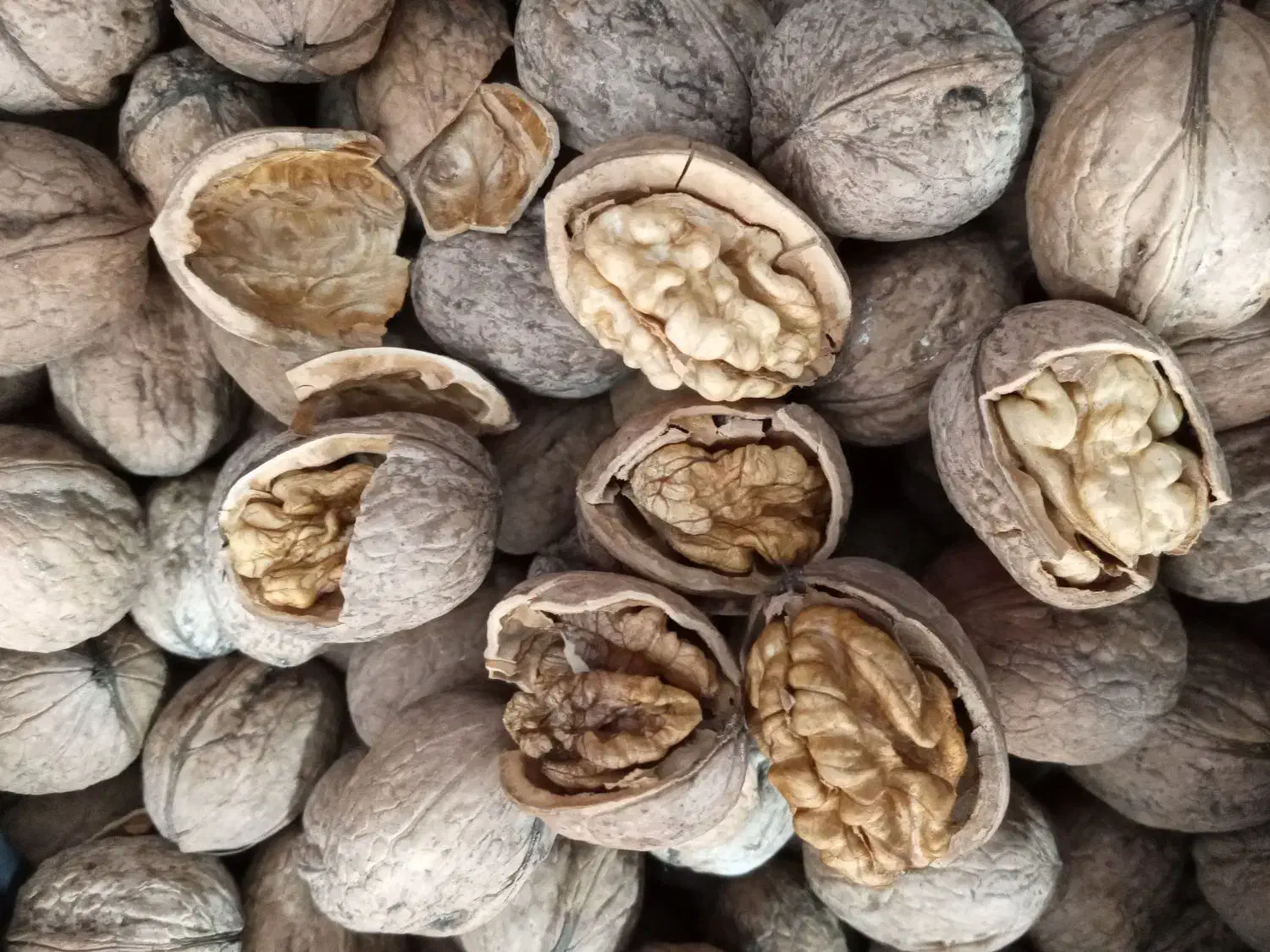 گردو|حراج|تبریز, |دیوار