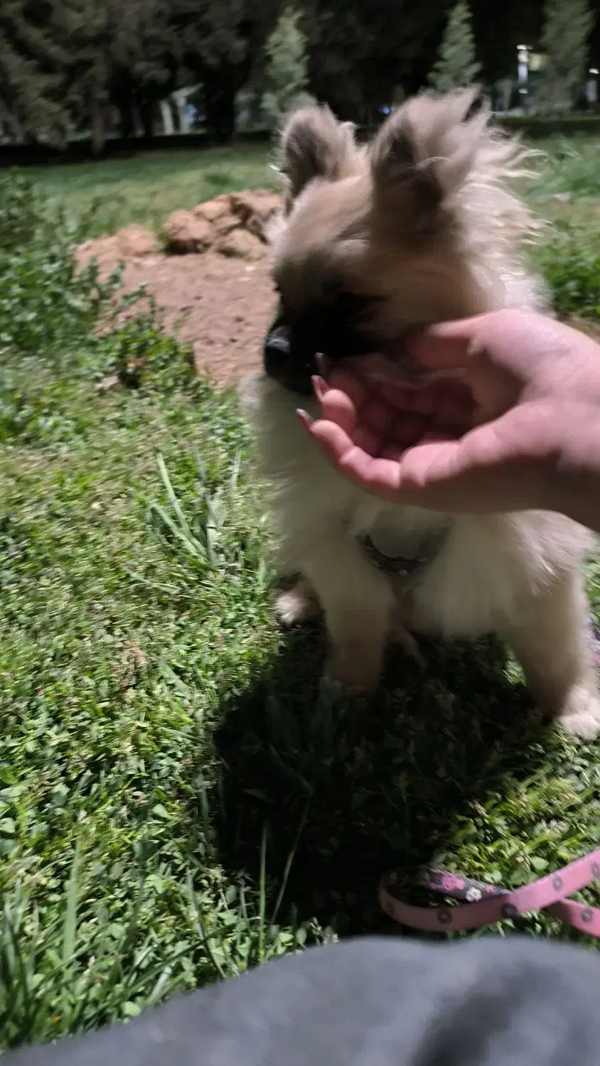 سگ|سگ|شیراز, شهرک والفجر|دیوار