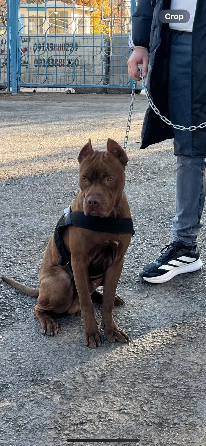 سگ پیتبول|سگ|اصفهان, خانه اصفهان|دیوار