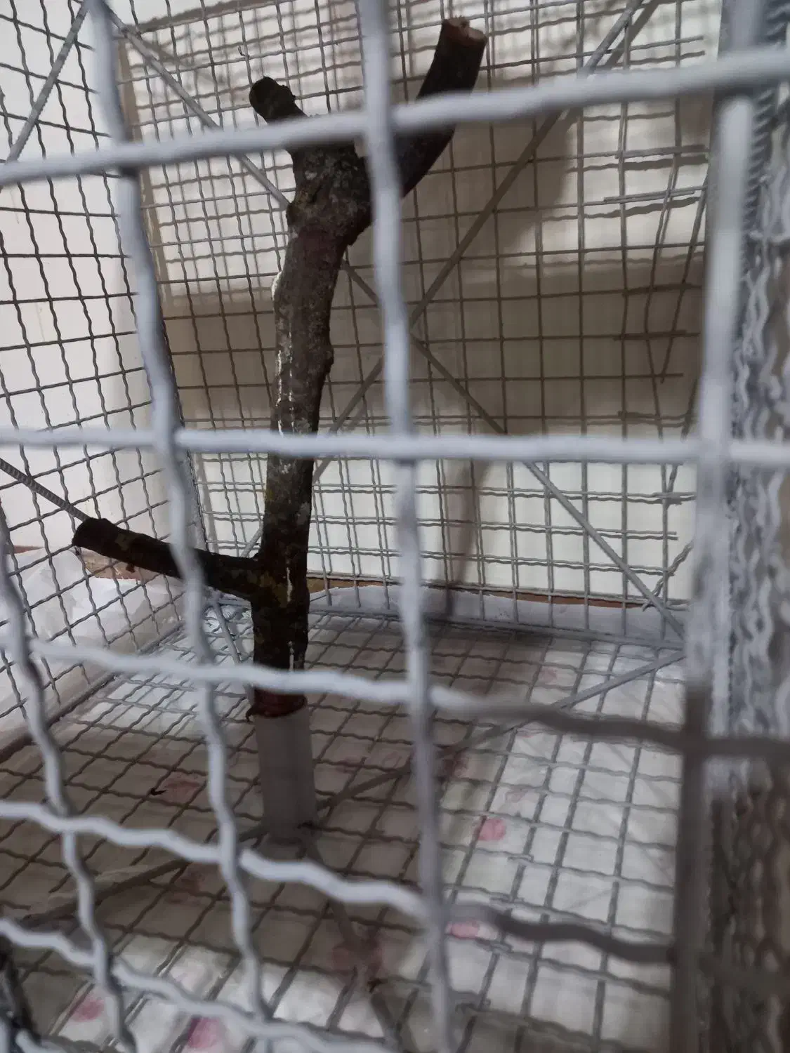 قفس|لوازم جانبی حیوانات|کلاردشت, |دیوار