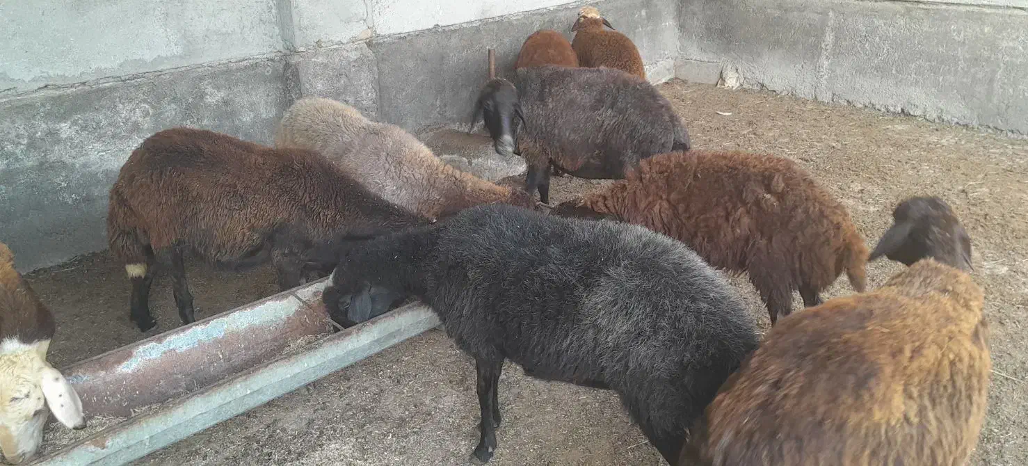 فروش ۶راس گوسفند افشاری ابستن|حیوانات مزرعه|بندر ترکمن, |دیوار