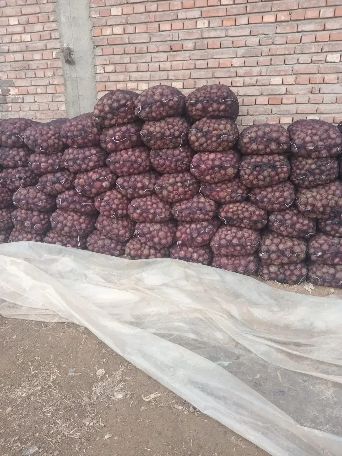 پیاز|عمده‌فروشی|چهاربرج, |دیوار