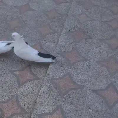 کبوتر دمبی|پرنده|سنندج, |دیوار