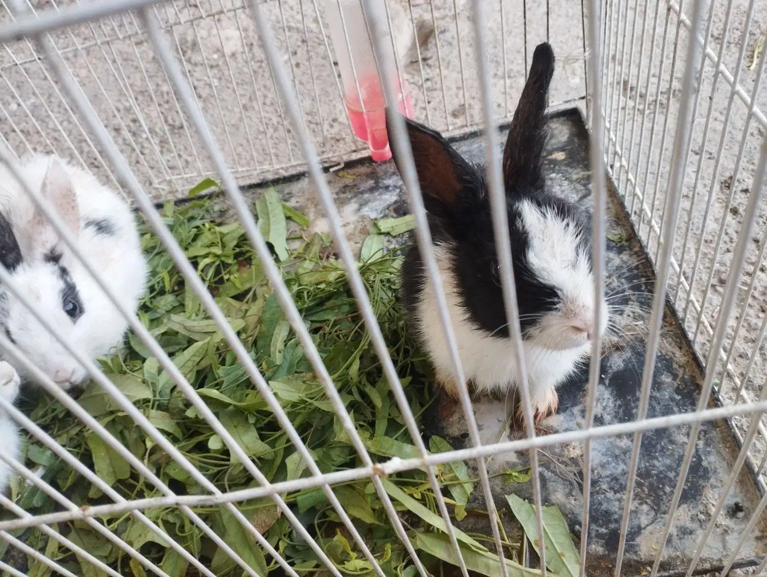 خرگوش|موش و خرگوش|اسفراین, |دیوار