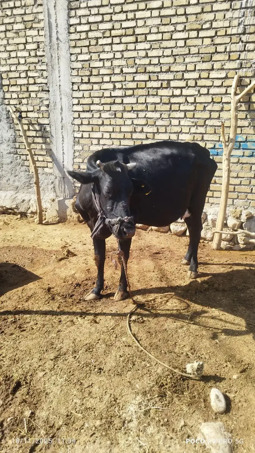 قیمت 75 میلیون|حیوانات مزرعه|آبدانان, |دیوار