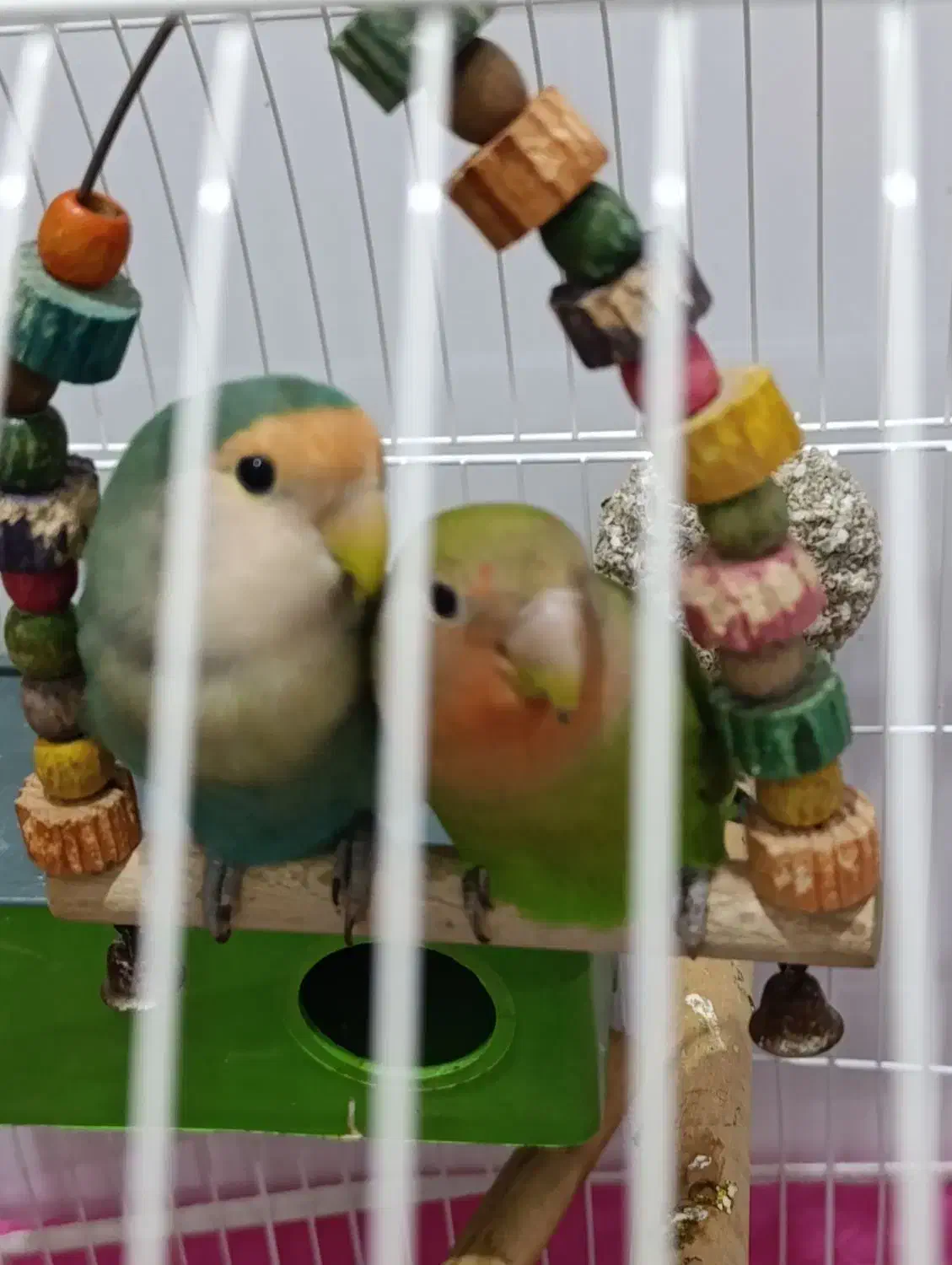 طوطی برزیلی|پرنده|شوش, |دیوار