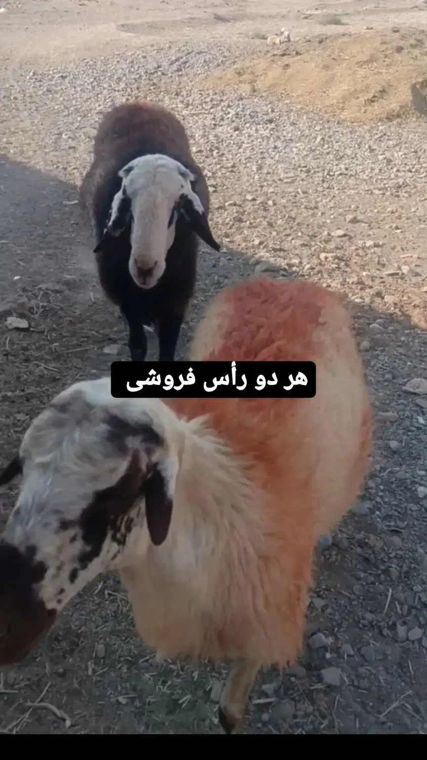 دو راس|حیوانات مزرعه|رشتخوار, |دیوار