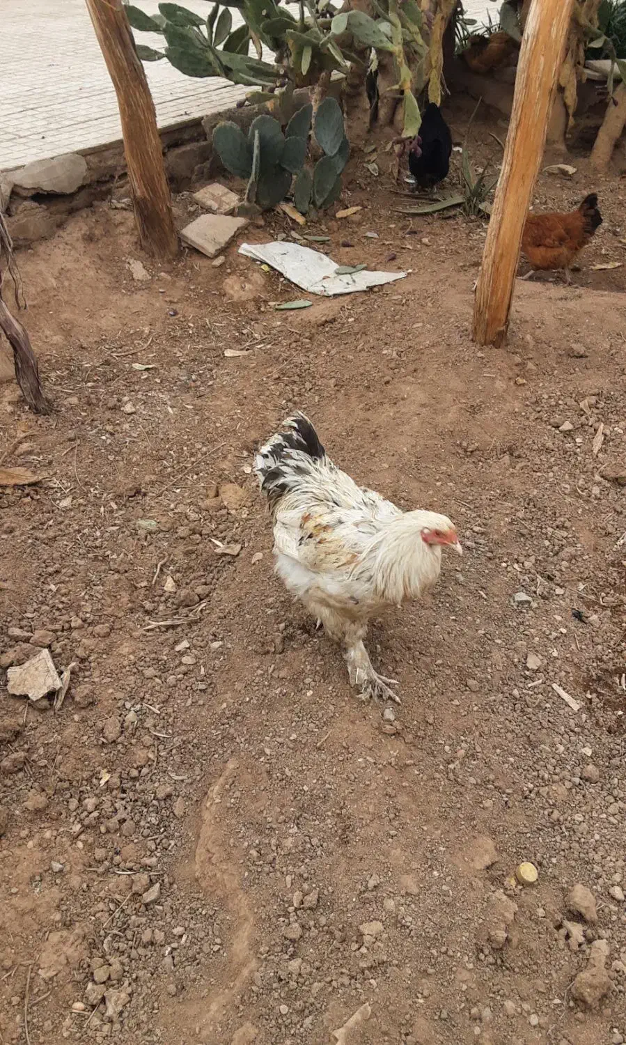 خروس برهما|حیوانات مزرعه|حمیدیا, |دیوار