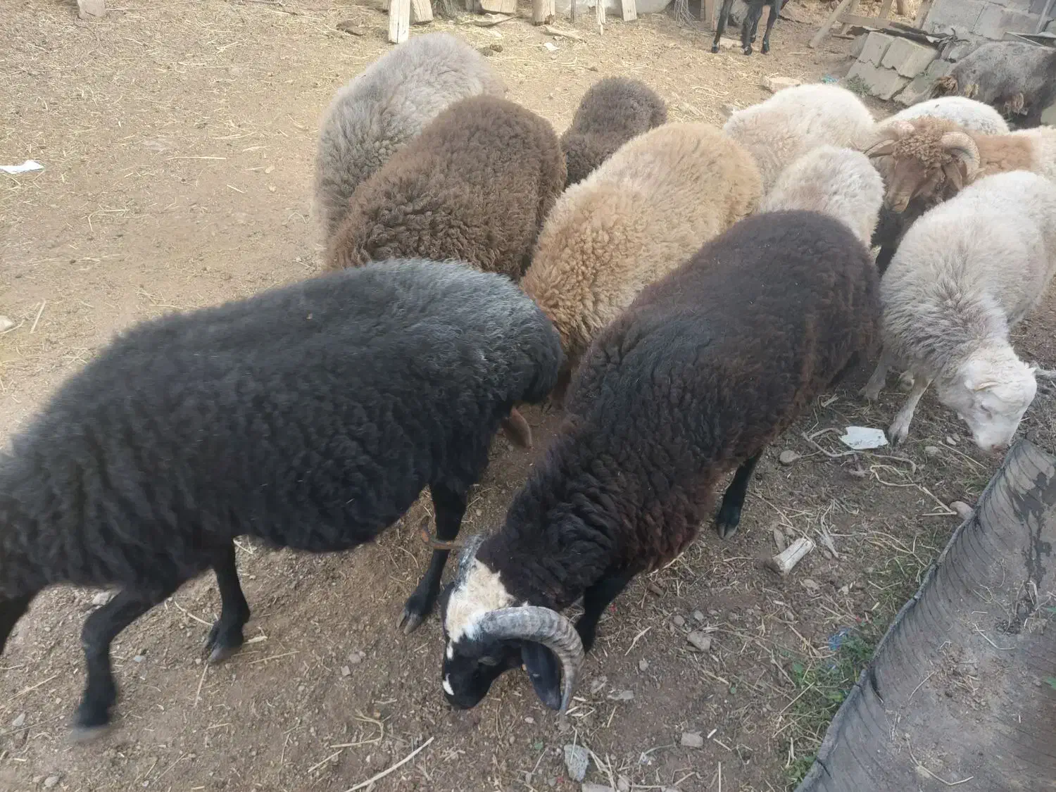 بره|حیوانات مزرعه|کجور, |دیوار