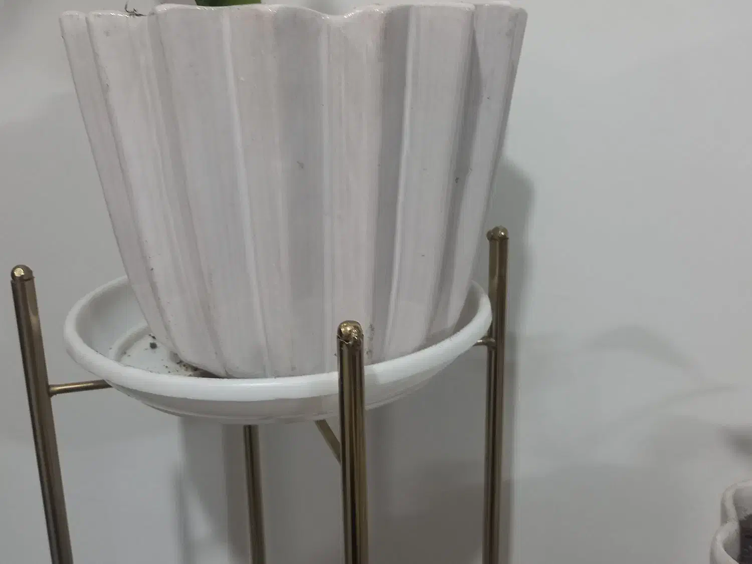 گلدان|گل و گیاه طبیعی|بهارستان, |دیوار