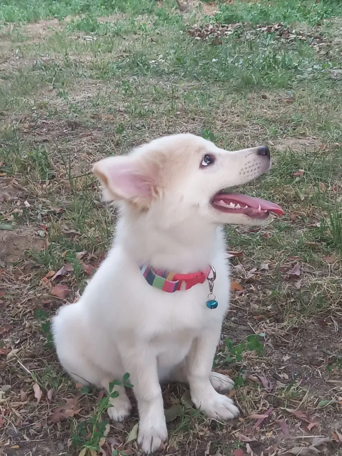 سگ نر شش ماهه|سگ|میاندوآب, |دیوار