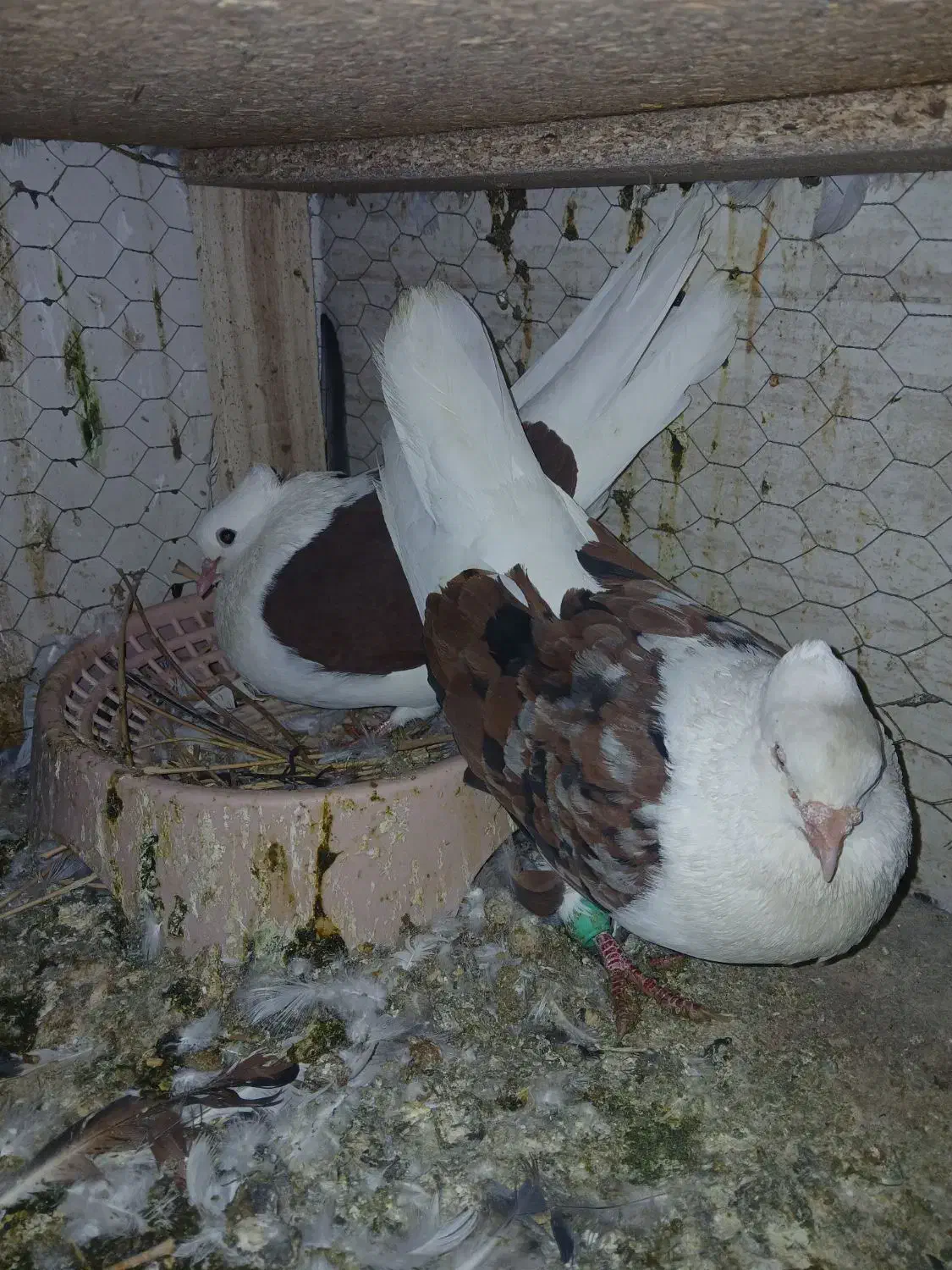 کفتر دوکت و دمبی|پرنده|اصفهان, بهارستان|دیوار