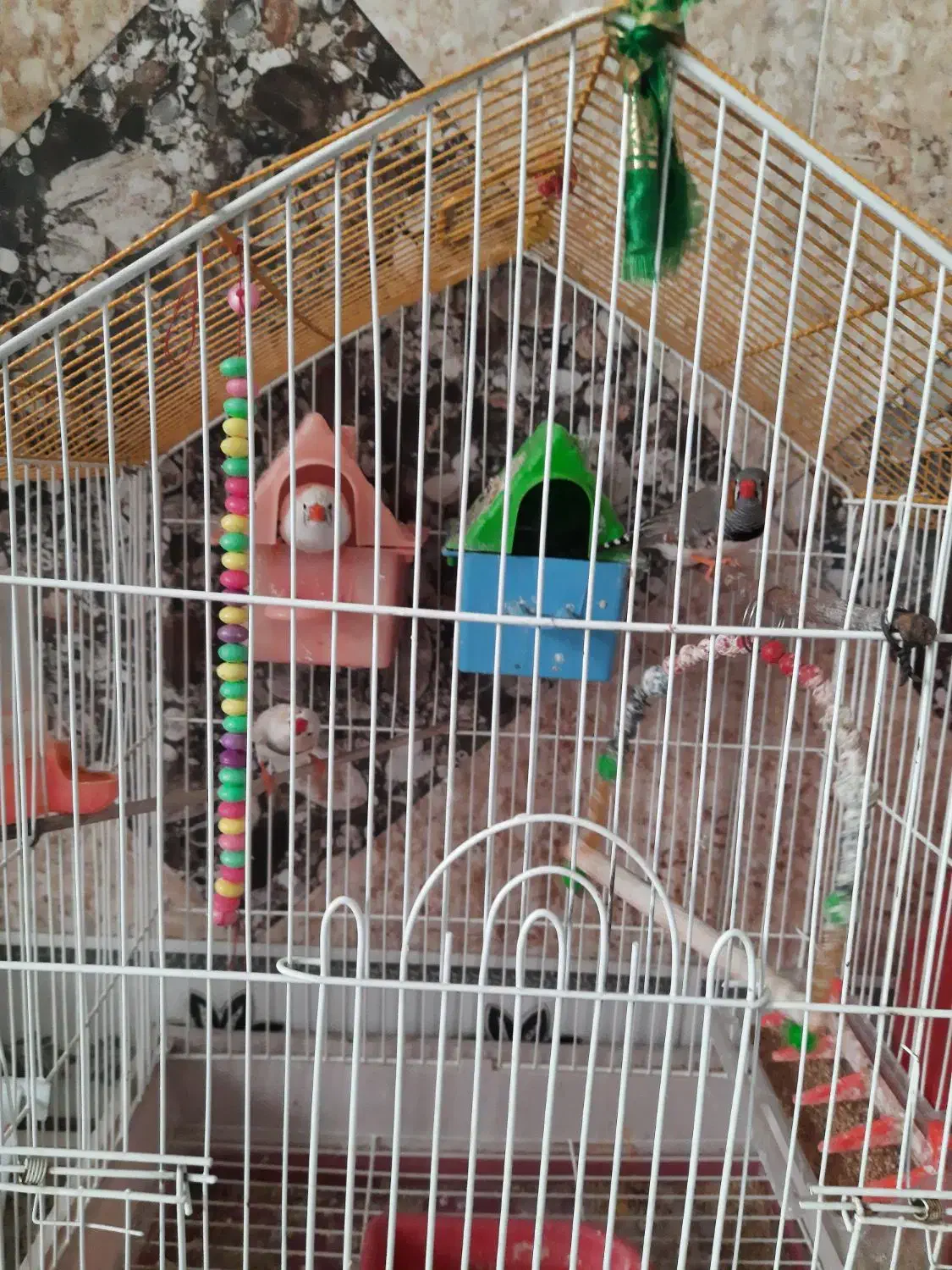 سه عدد فنج سرحال|پرنده|کوهدشت, |دیوار