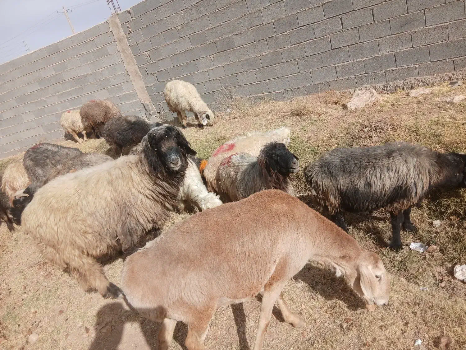 فروش،میش،بختیاری قنقر|حیوانات مزرعه|ارژن, |دیوار