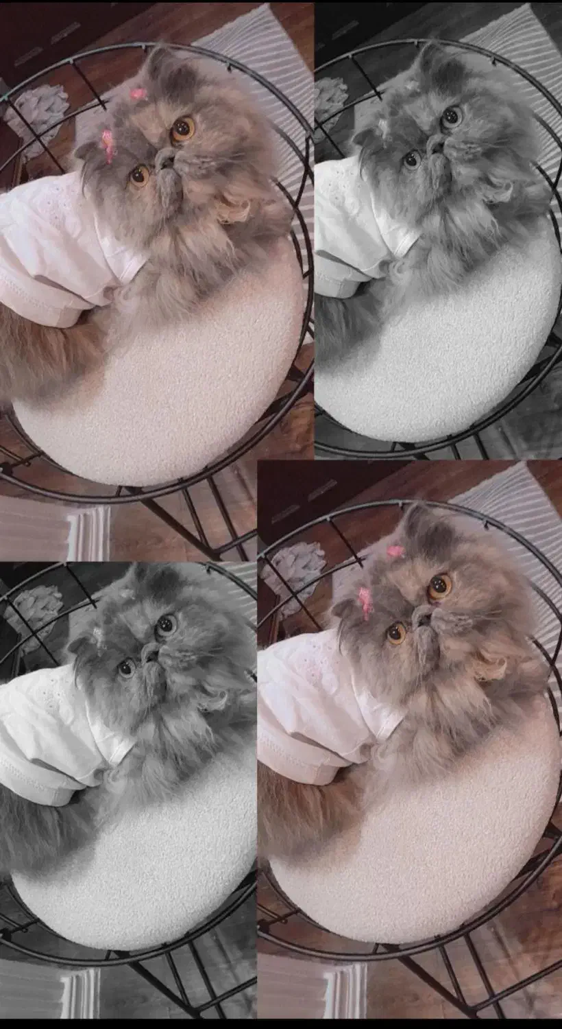 آماده جفتگیری|گربه|رشت, دیلمان|دیوار