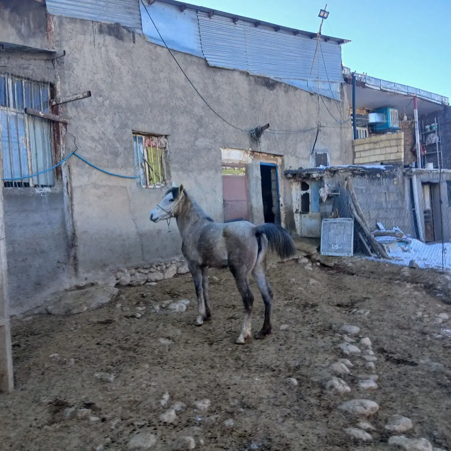 مادیون جوان|اسب و تجهیزات اسب‌سواری|سردرود, |دیوار